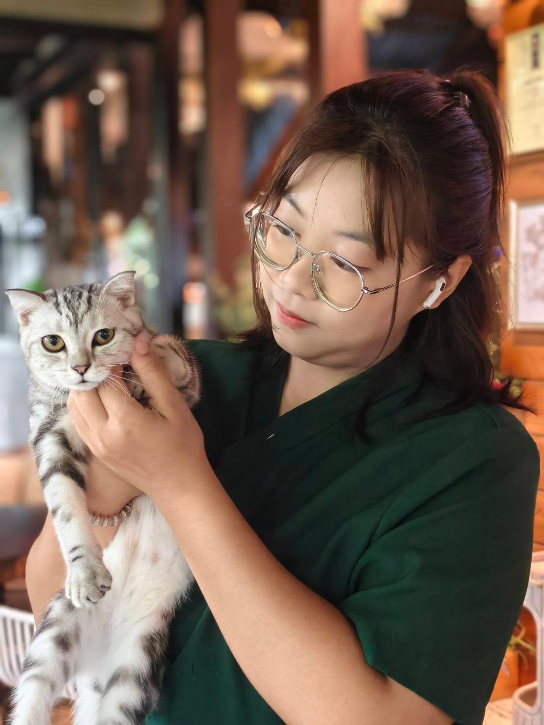 น้องแมวอเมริกันช็อตแฮร์ที่ร้านคดข้าว